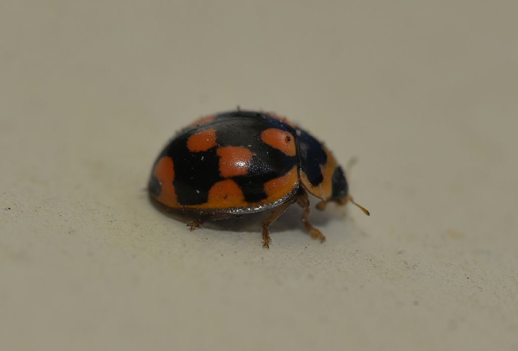 Coccinellidae: Propylea quatuordecimpunctata