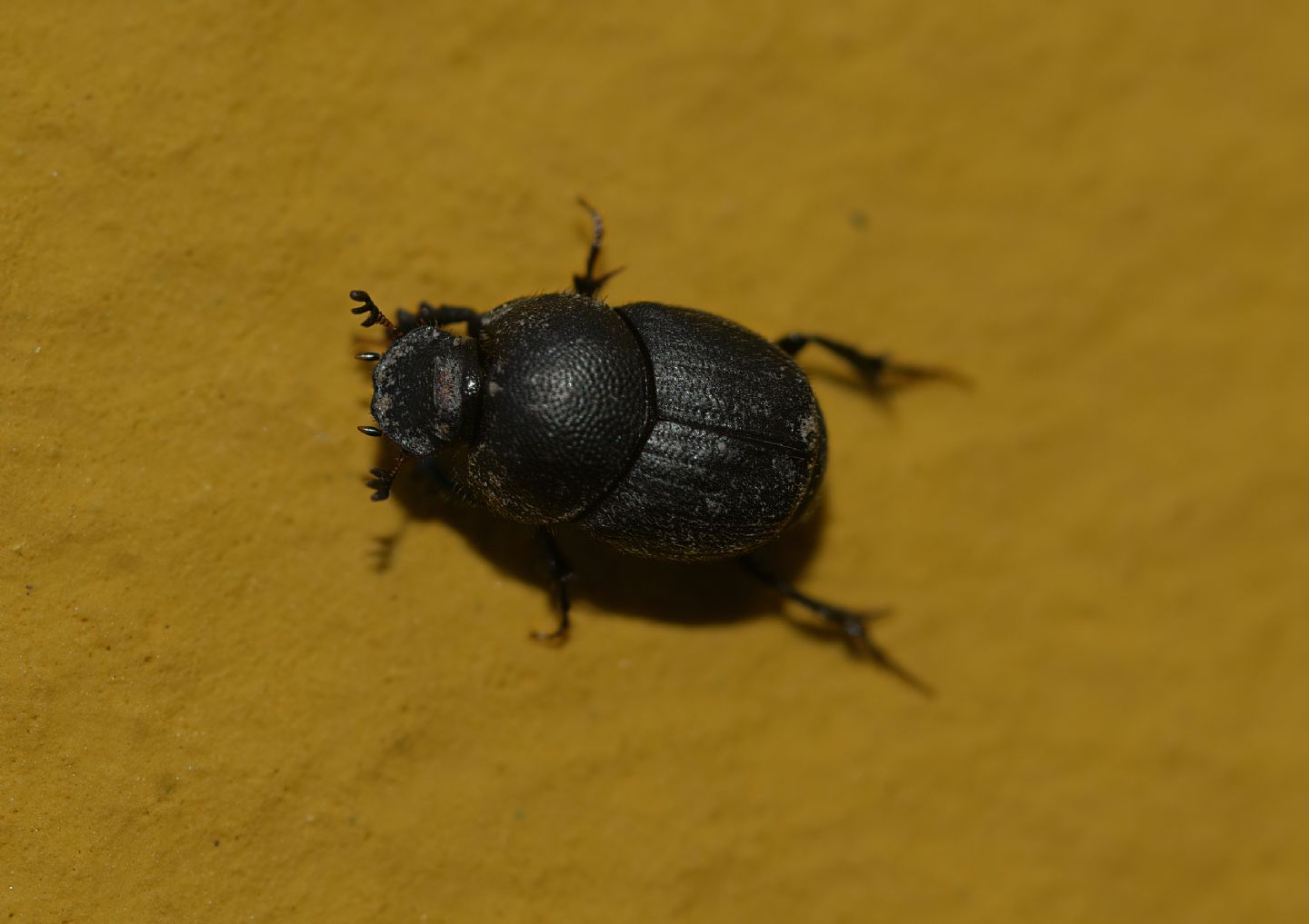 Scarabaeidae: Onthophagus sp.