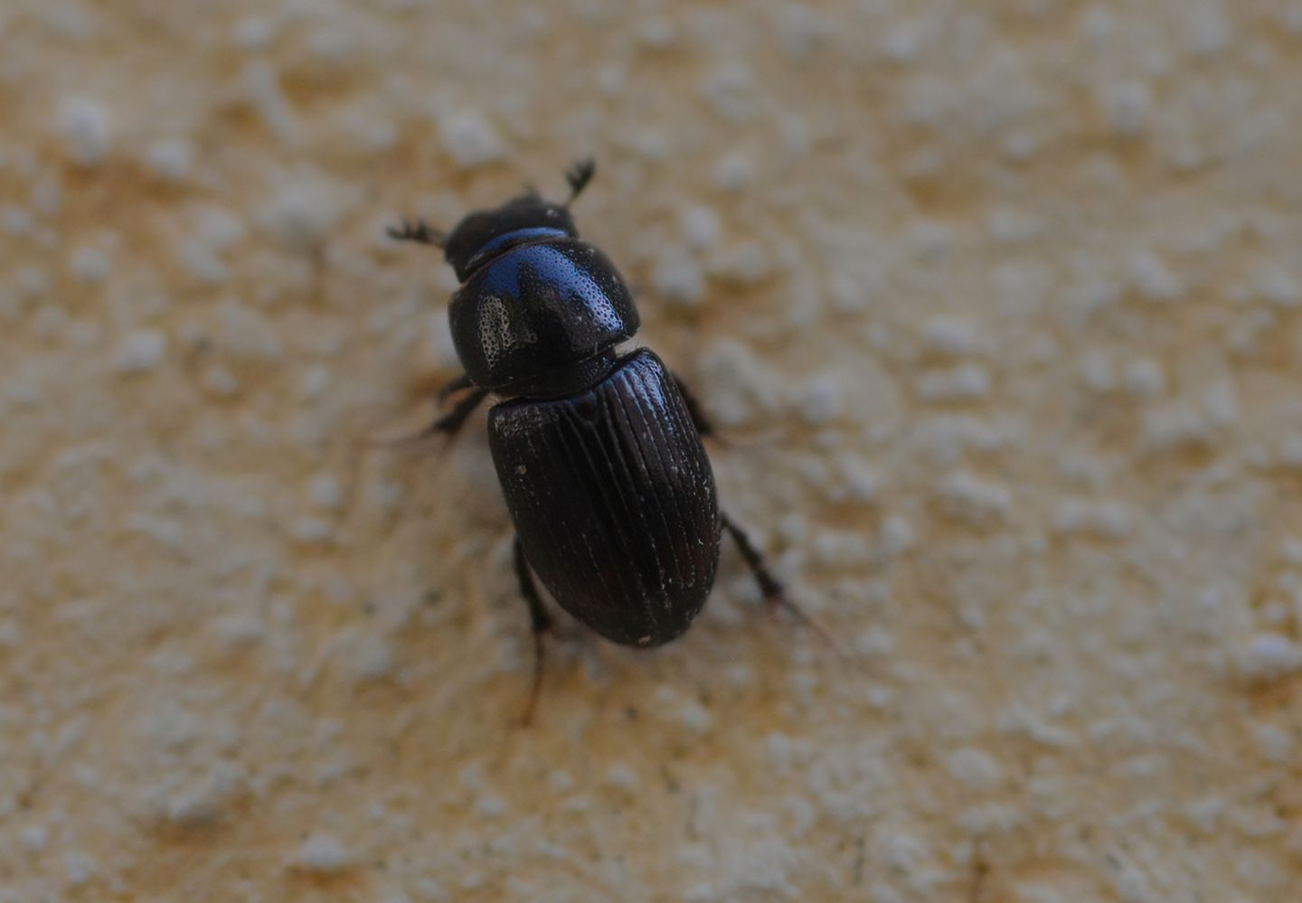 Aphodiidae da id