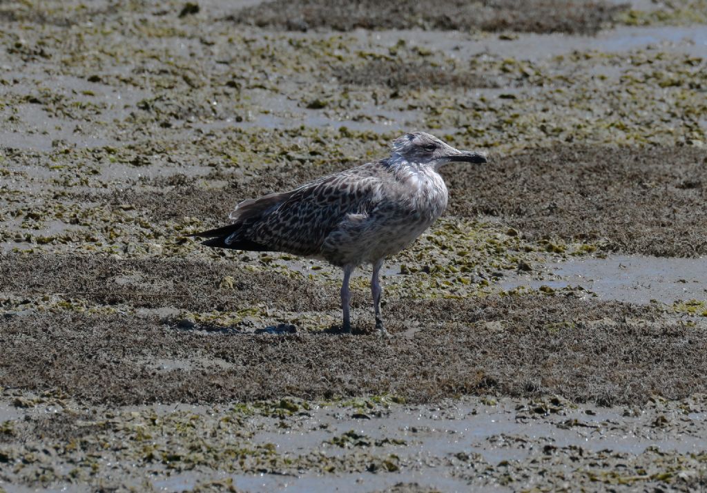 giovane gabbiano da id