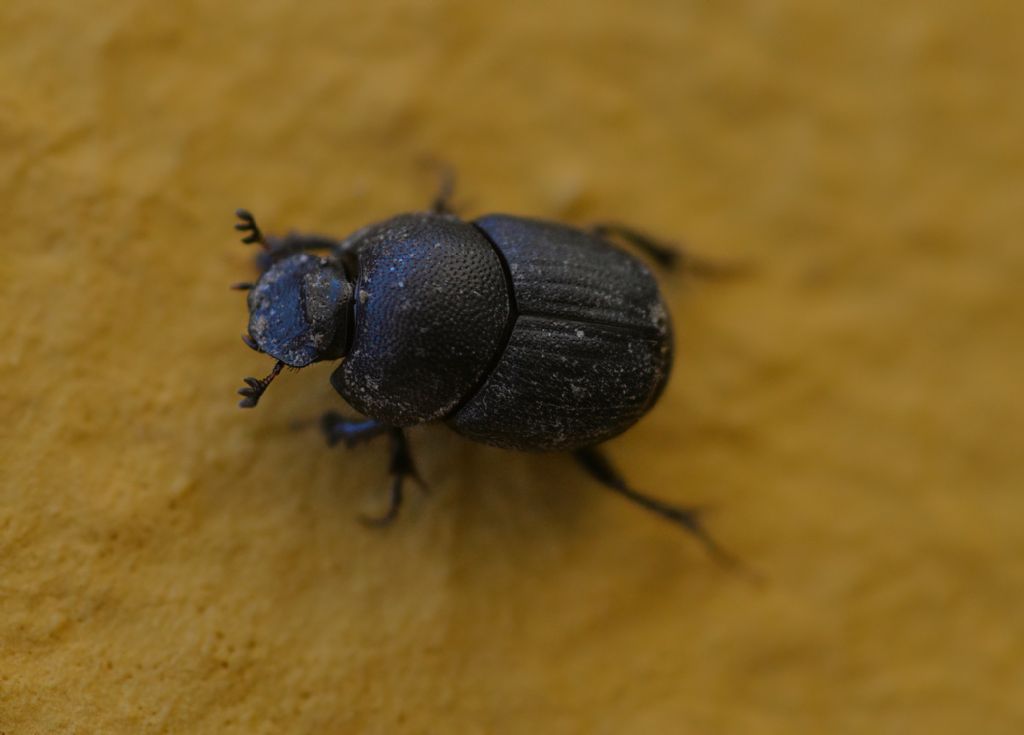 Scarabaeidae: Onthophagus sp.