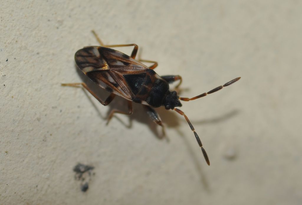 Lygaeidae: Scolopostethus decoratus ??