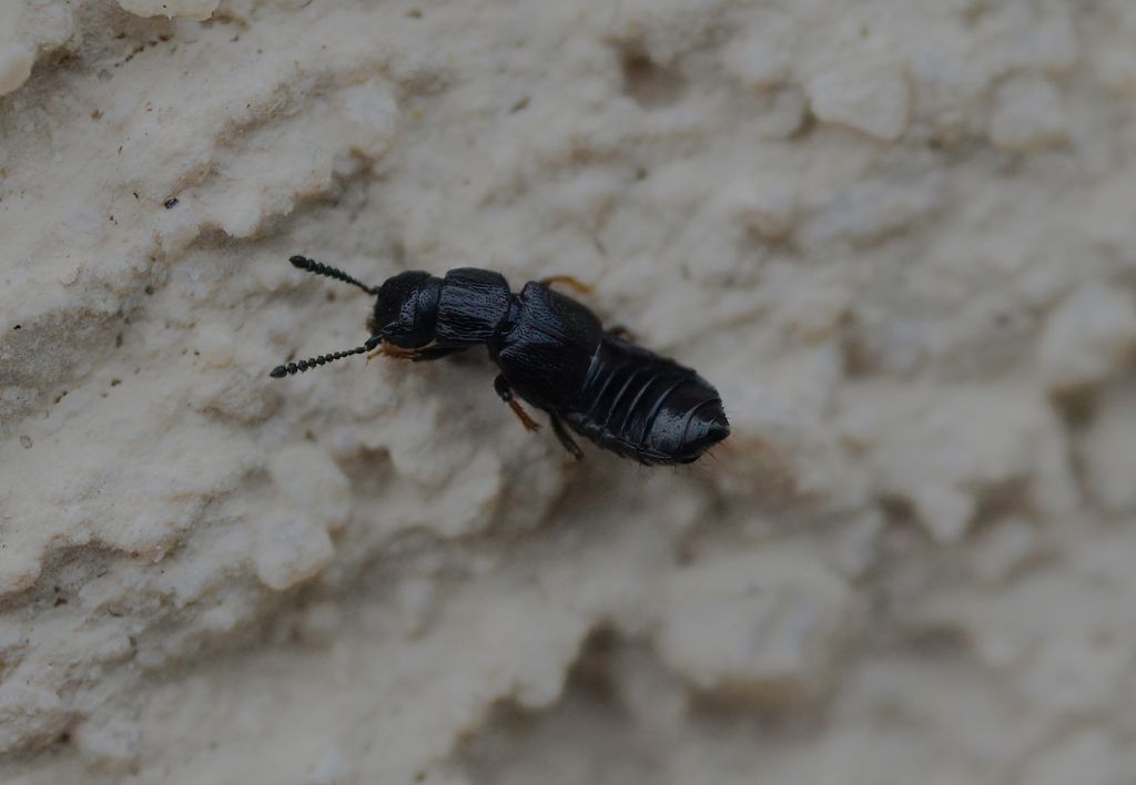 Staphylinidae da id