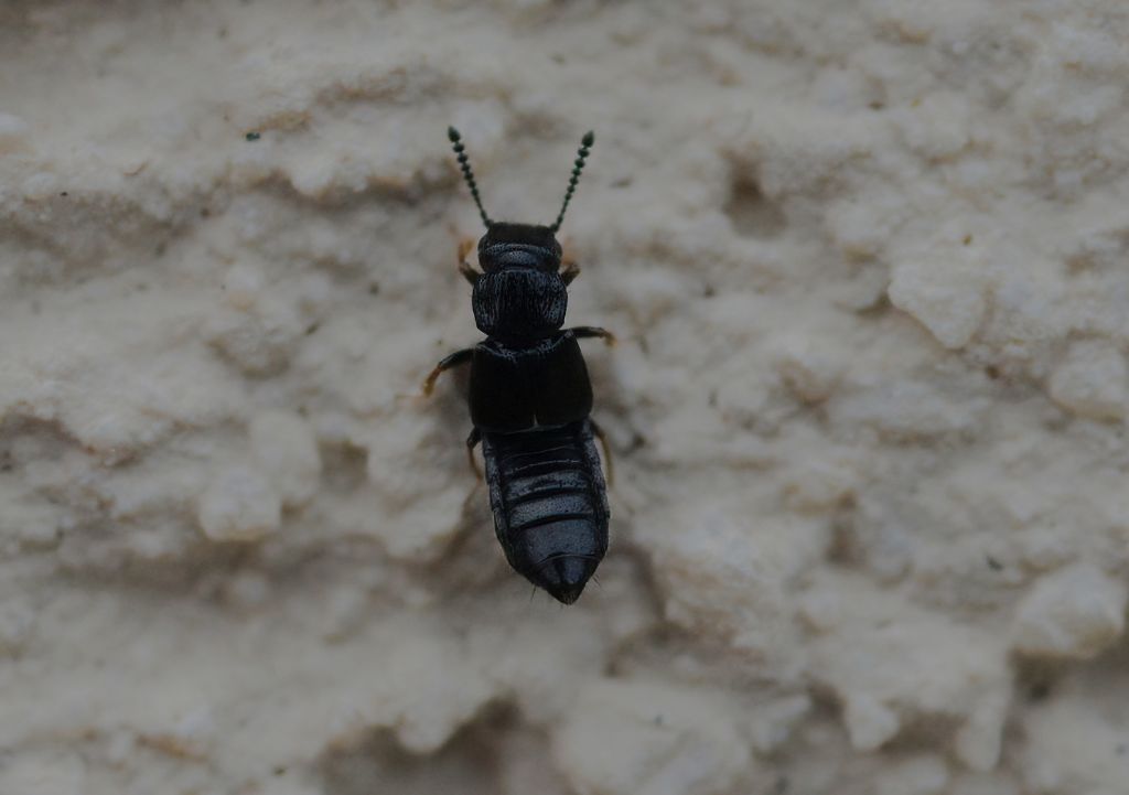 Staphylinidae da id