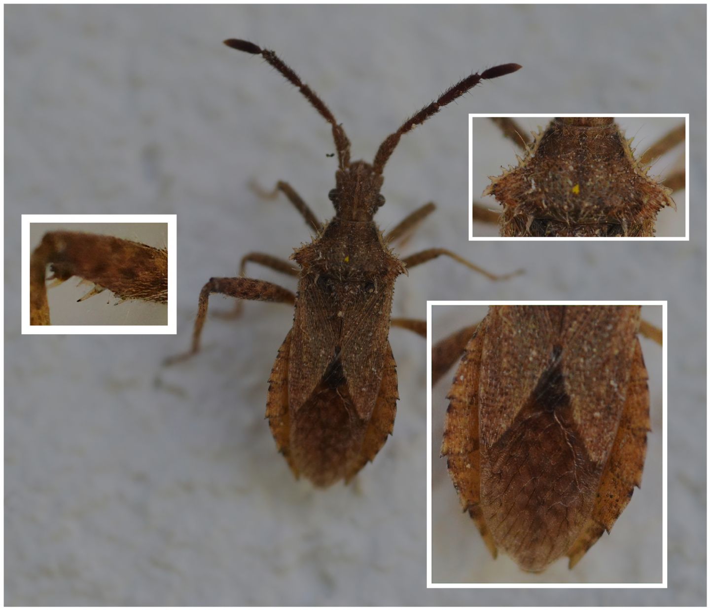 Coreidae: Coriomeris da id