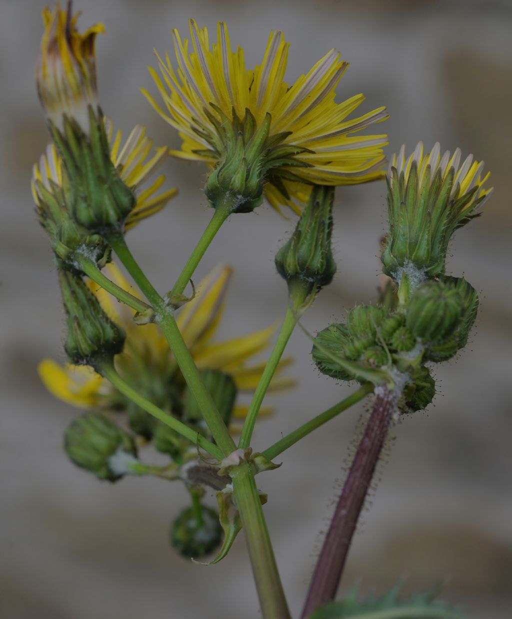 Asterales: Sonchus da id