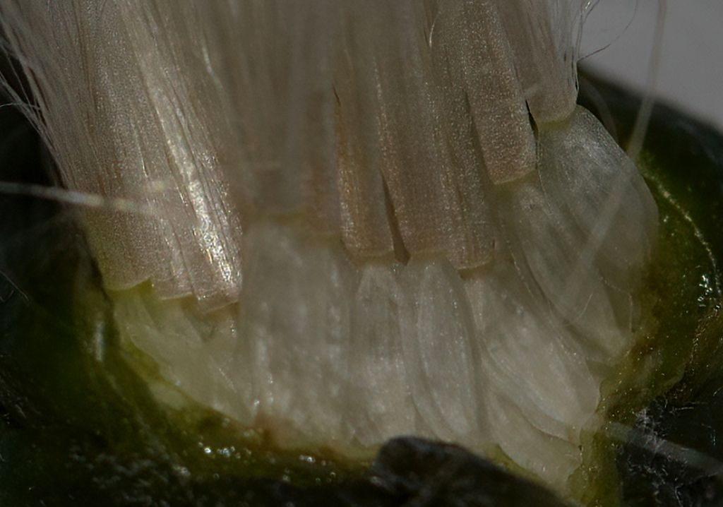 Asterales: Sonchus da id