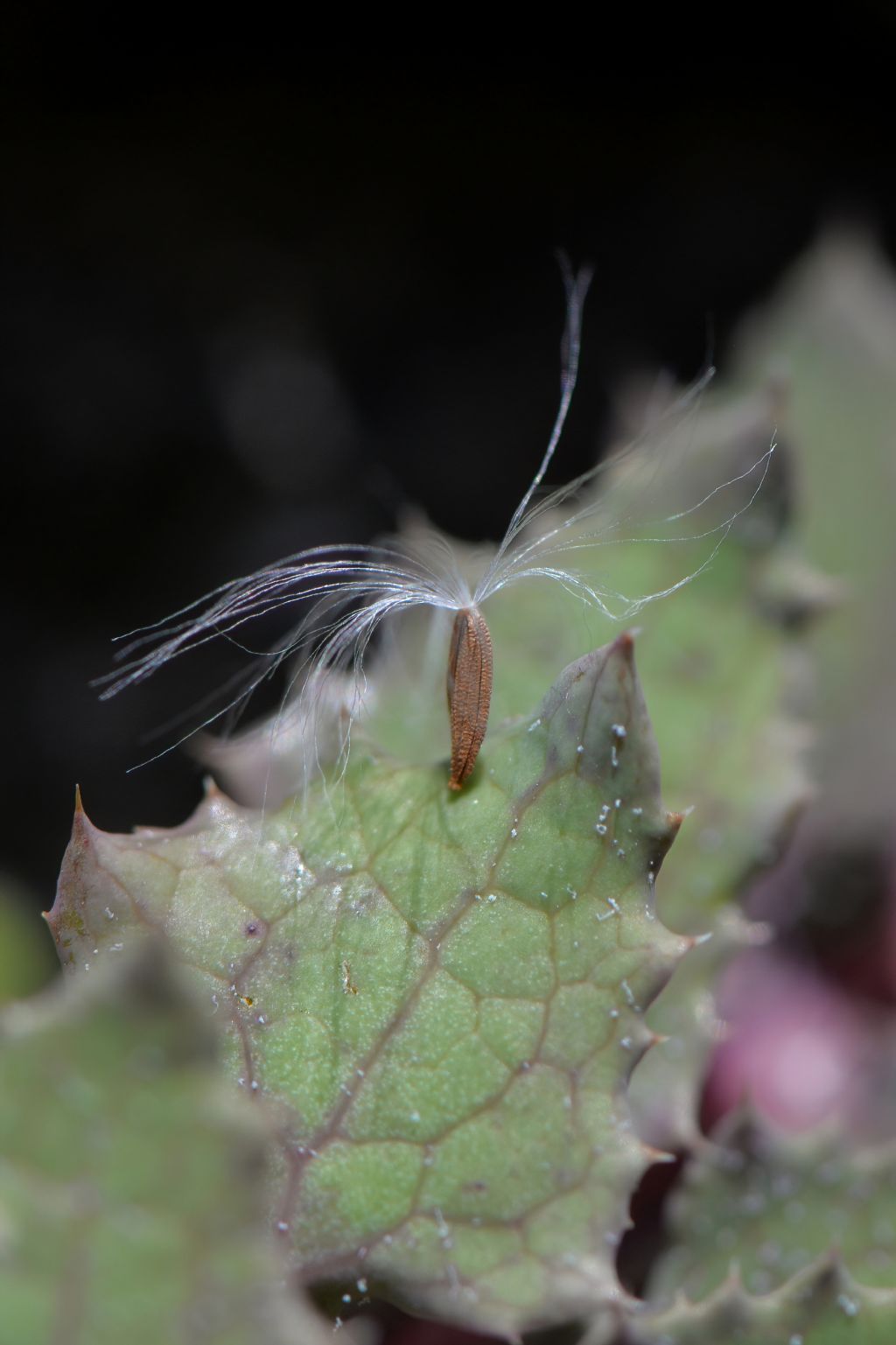 Asterales: Sonchus da id (2)