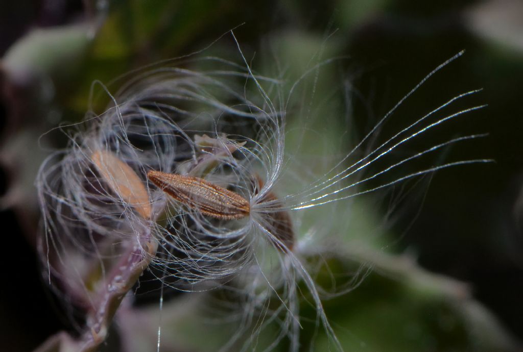 Asterales: Sonchus da id (2)