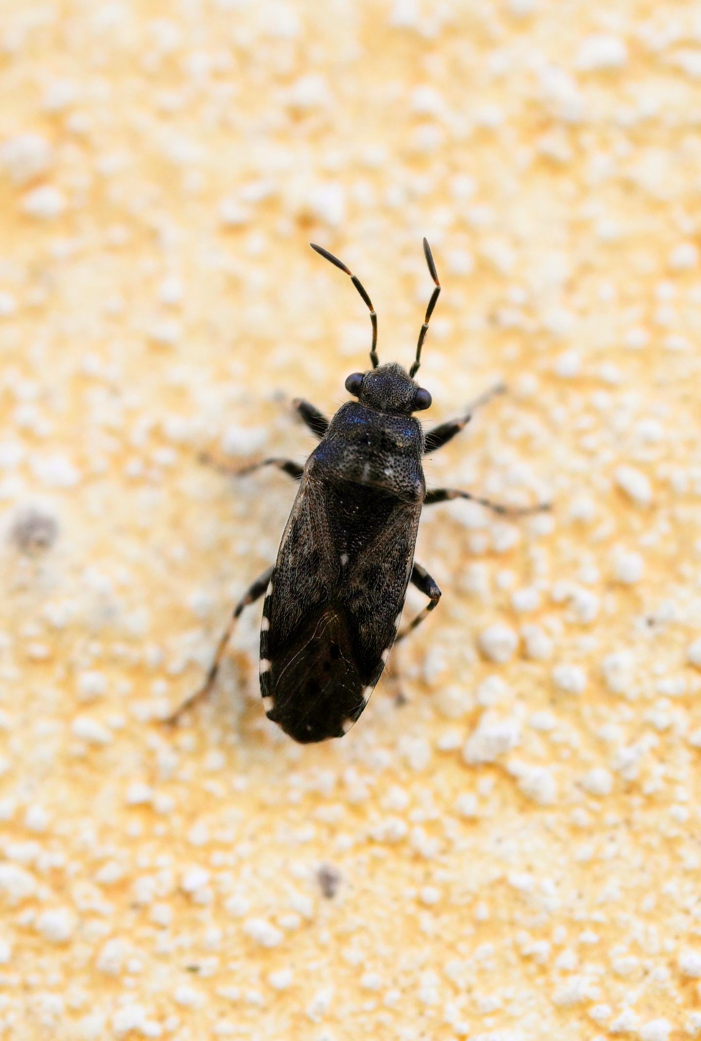 Heterogaster cfr urticae di Cavriglia (AR)
