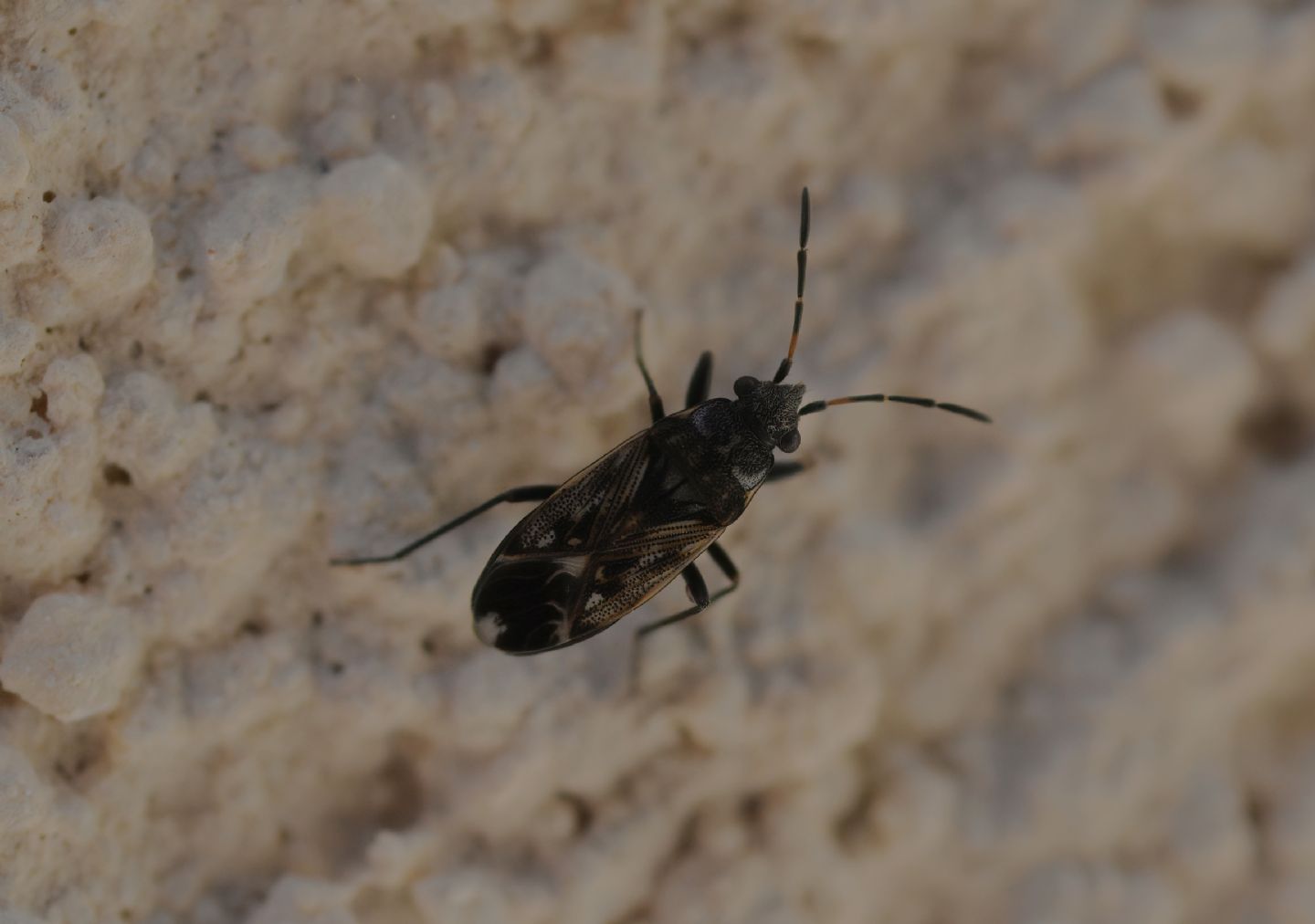 Peritrechus lundii di Cavriglia (AR)