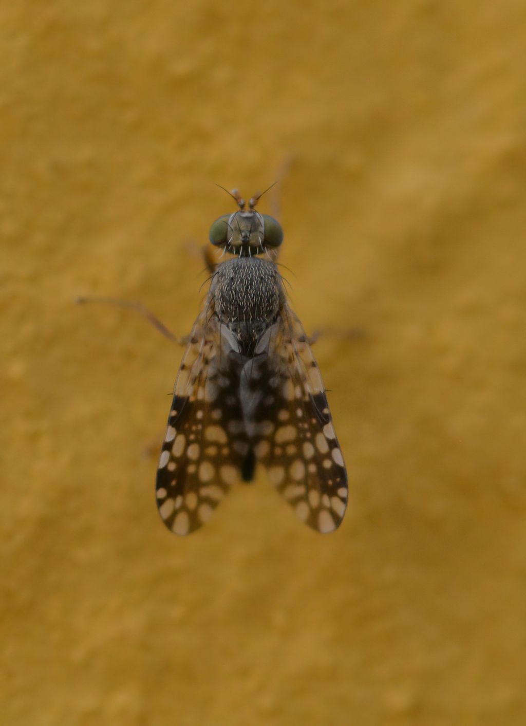 Tephritidae da id