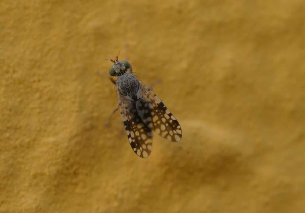 Tephritidae da id