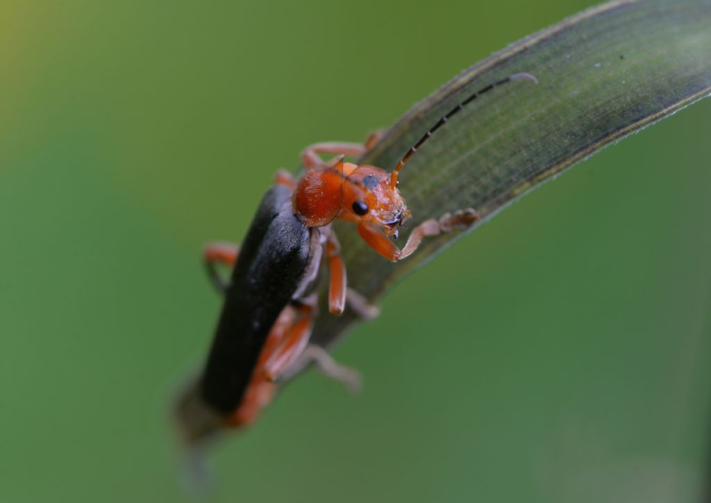 Cantharidae: Cantharis livida