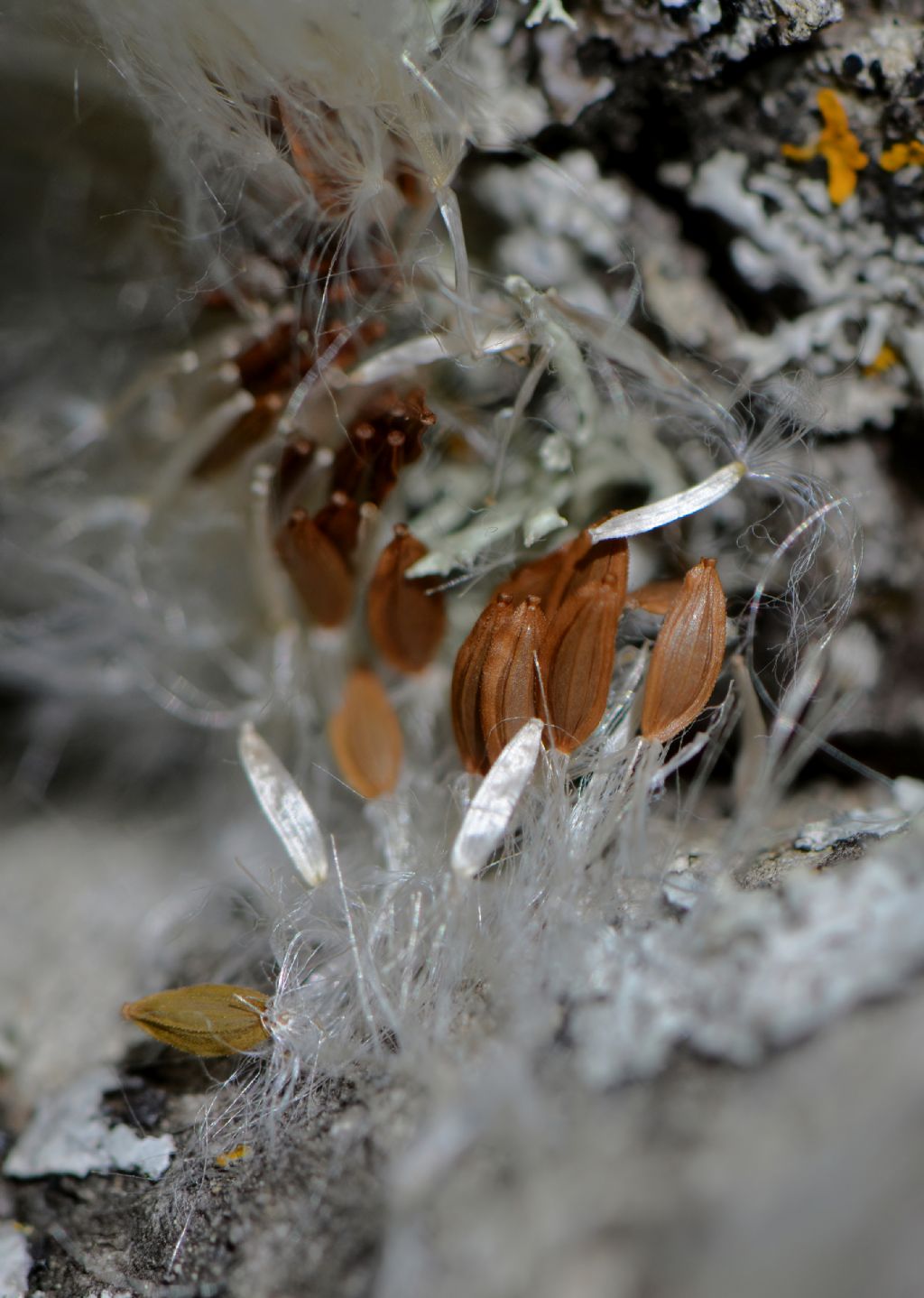 Asterales: Sonchus da id