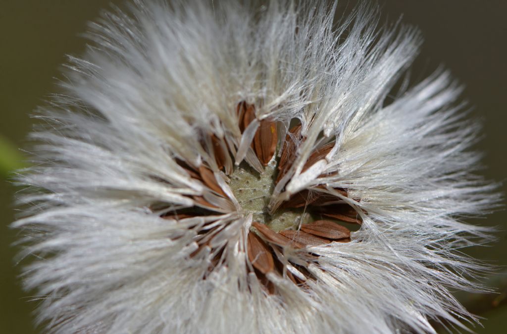 Asterales: Sonchus da id