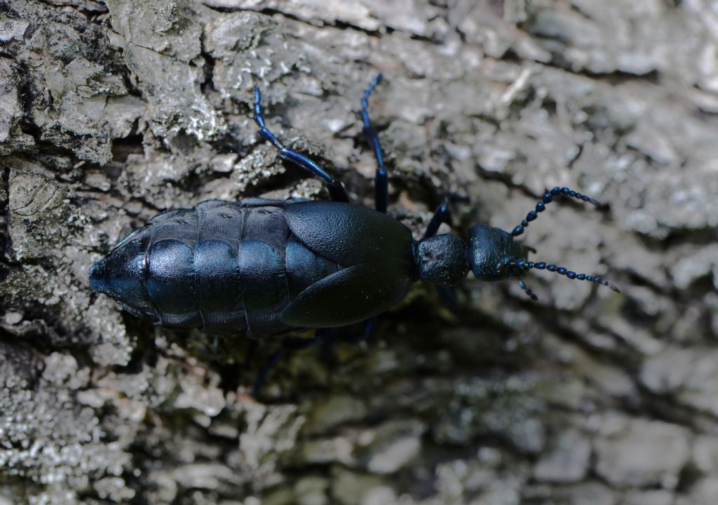 Meloidae: femmina di Meloe proscarabaeus