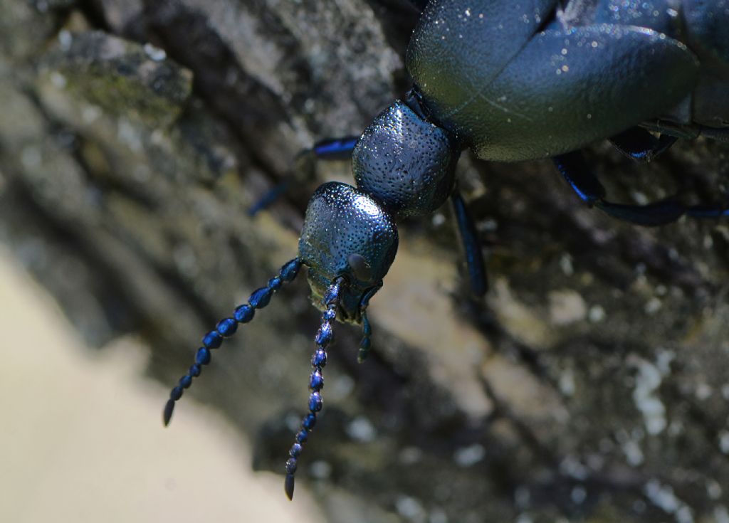 Meloidae: femmina di Meloe proscarabaeus