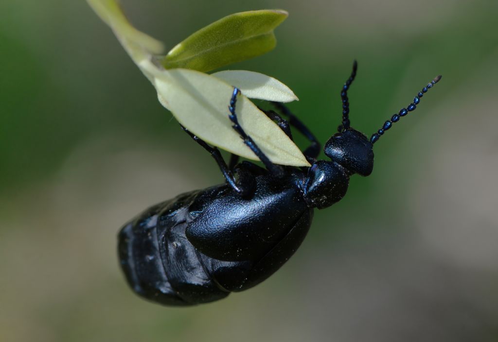 Meloidae: femmina di Meloe proscarabaeus