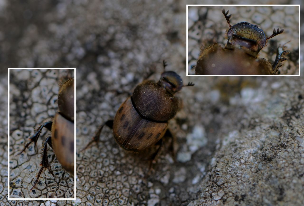 Scarabaeidae: Onthophagus? S. O. lemur