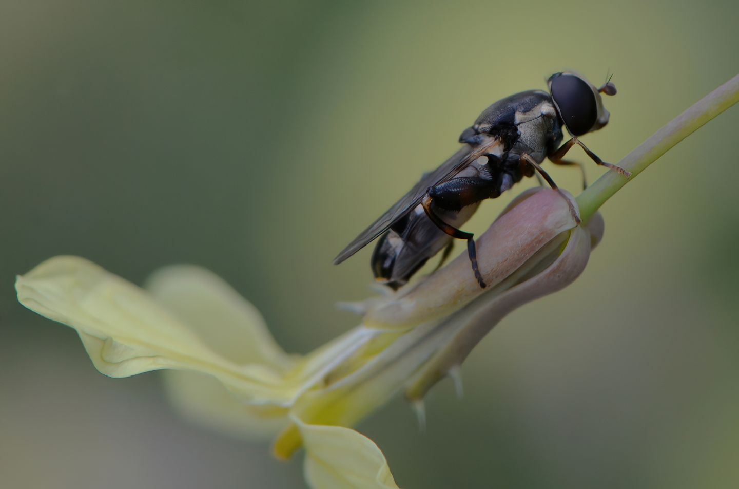 Syrphidae da id