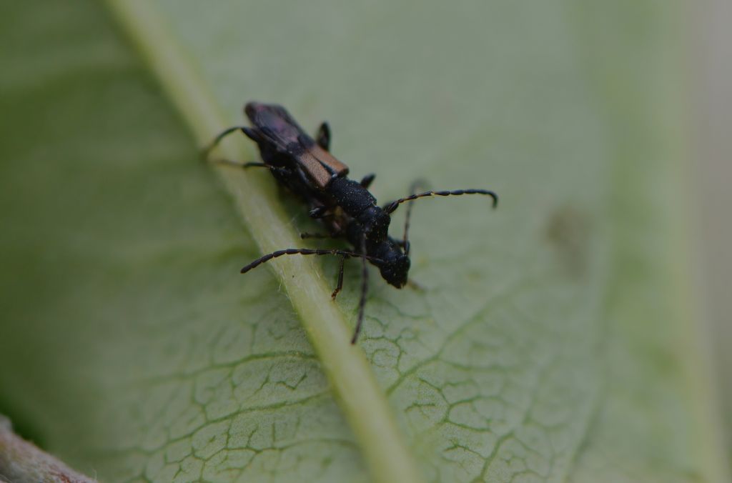 Cerambycidae: Dolocerus reichii Mulsant, 1862 (= Brachypteroma ottomanum Heyden, 1863)