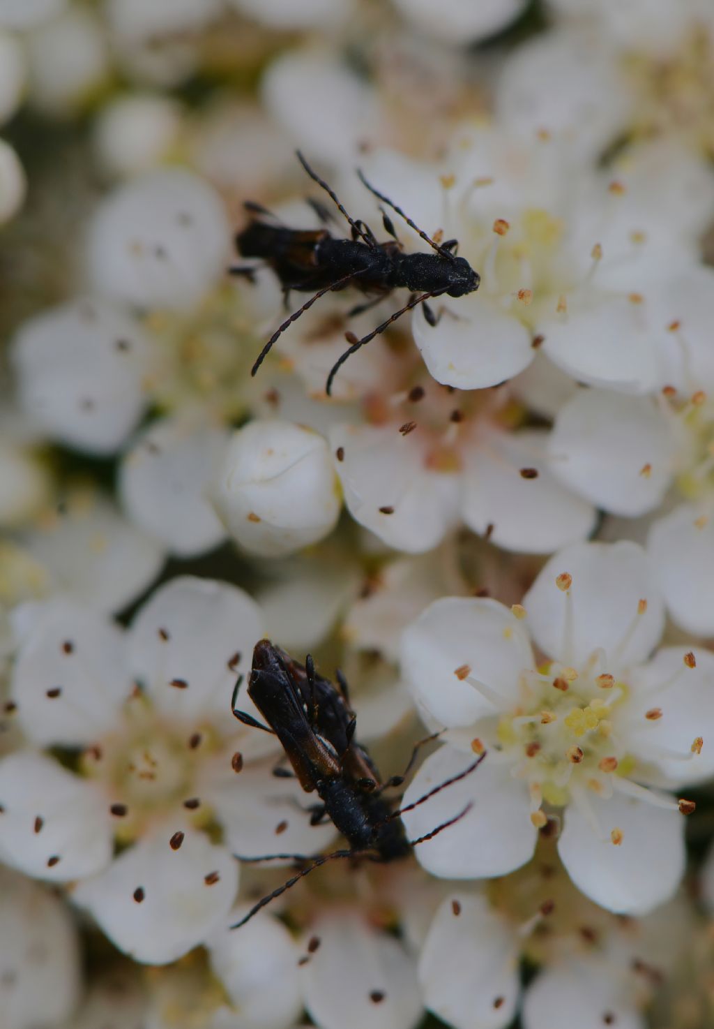 Cerambycidae: Dolocerus reichii Mulsant, 1862 (= Brachypteroma ottomanum Heyden, 1863)