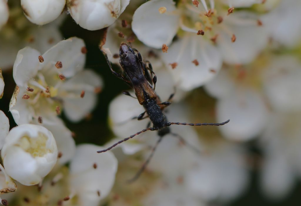 Cerambycidae: Dolocerus reichii Mulsant, 1862 (= Brachypteroma ottomanum Heyden, 1863)