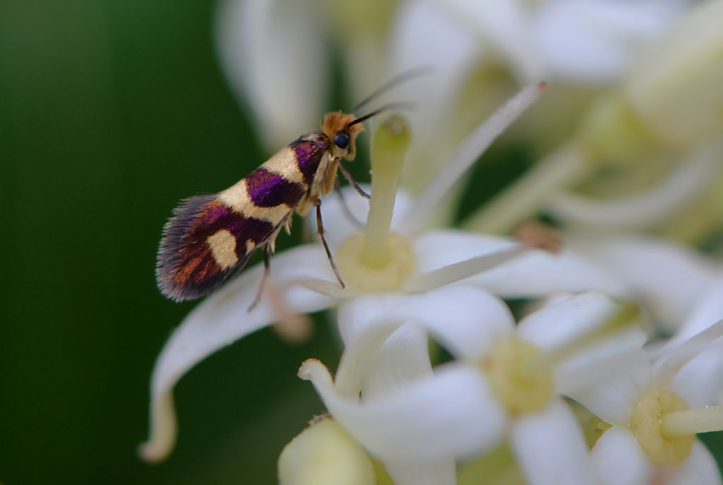 Microlepidottero da id - Micropterix sp.