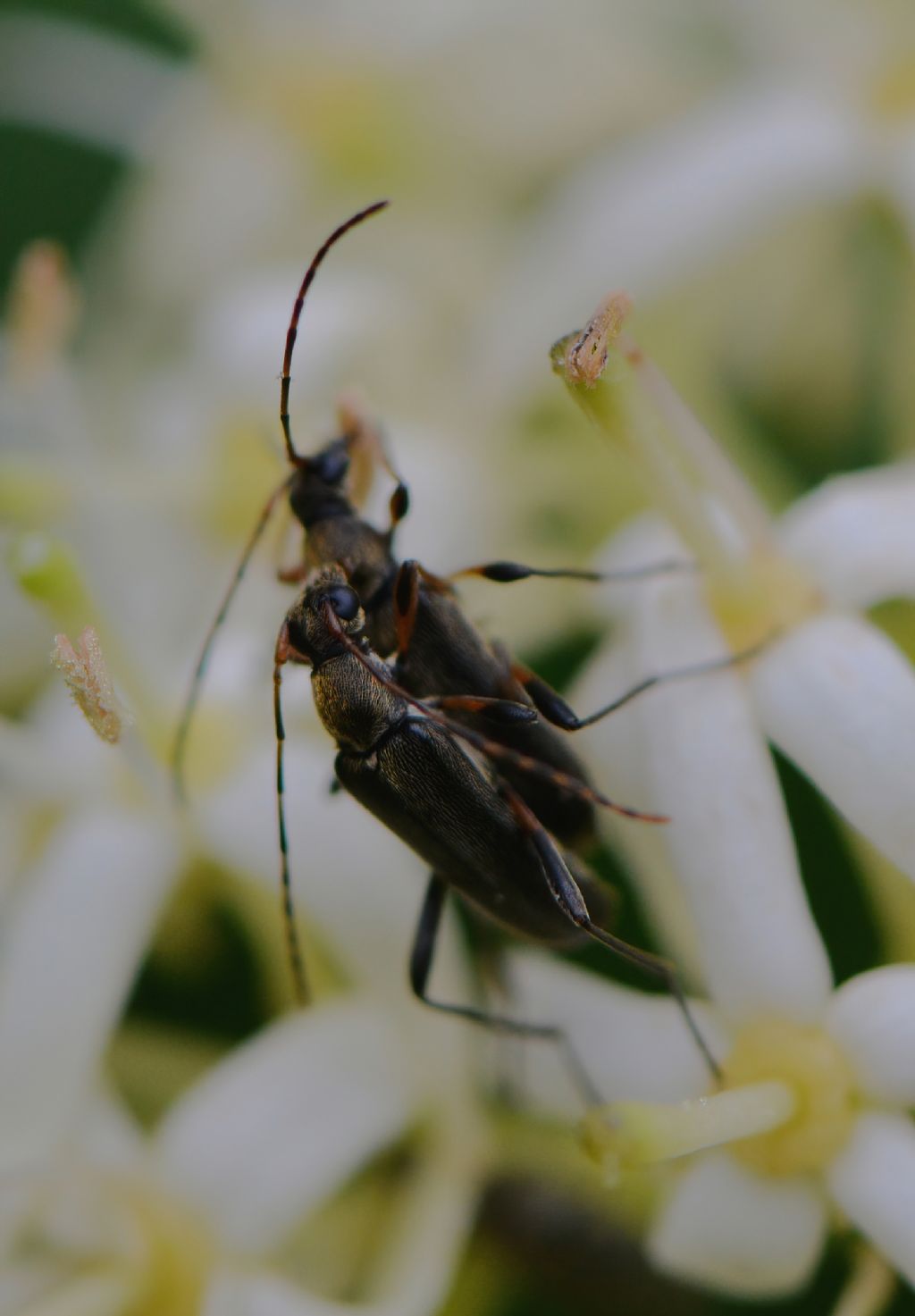 Cerambycidae: Grammoptera ruficornis ruficornis