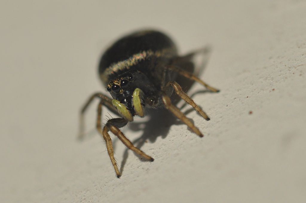 Salticidae da id (1)