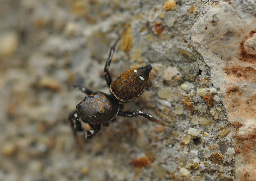 Salticidae da id (2)