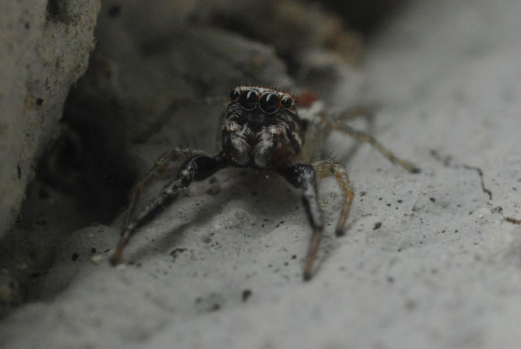 Salticidae da id (3)