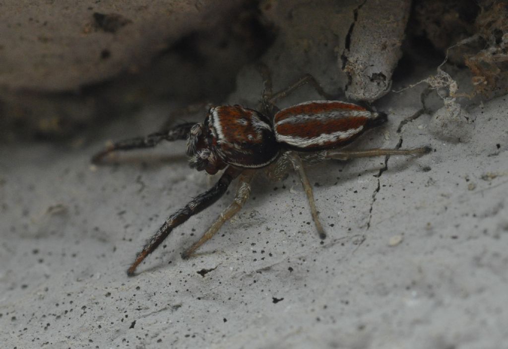Salticidae da id (3)