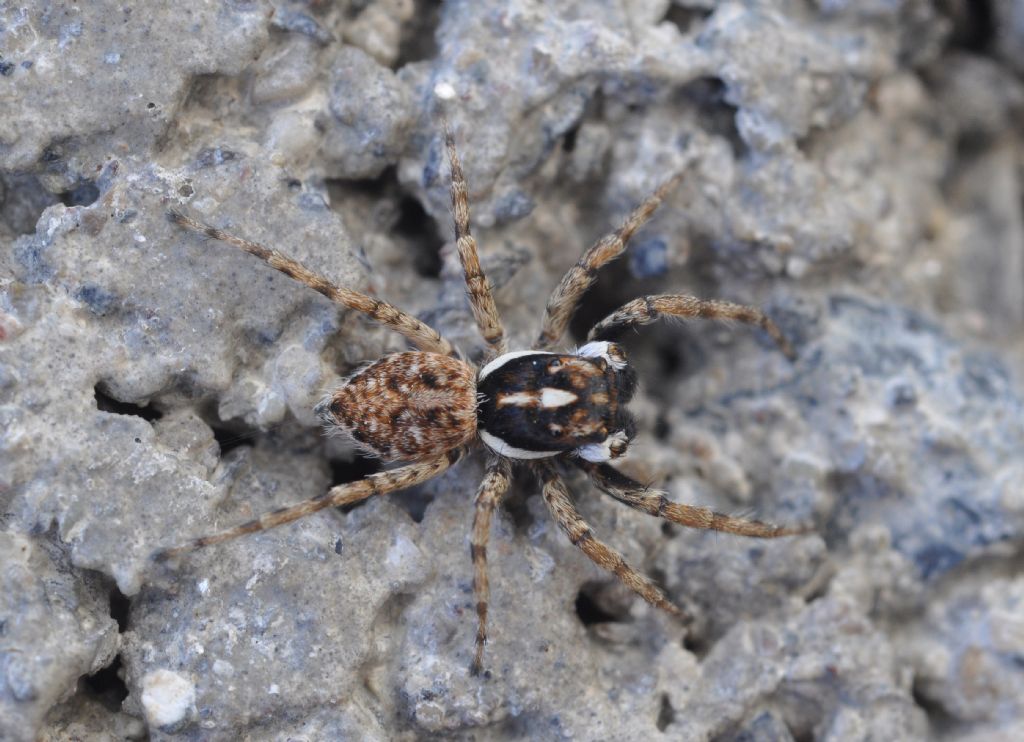 Salticidae da id (4)