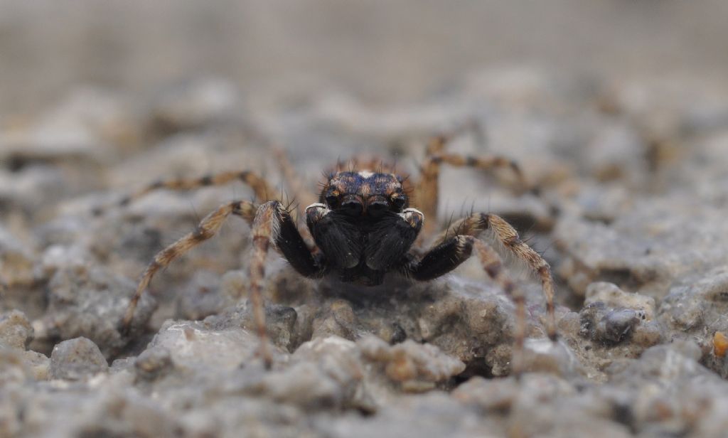 Salticidae da id (4)