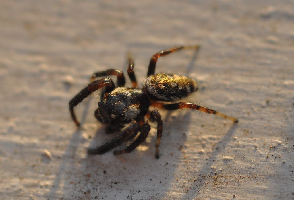 Salticidae da id (5)