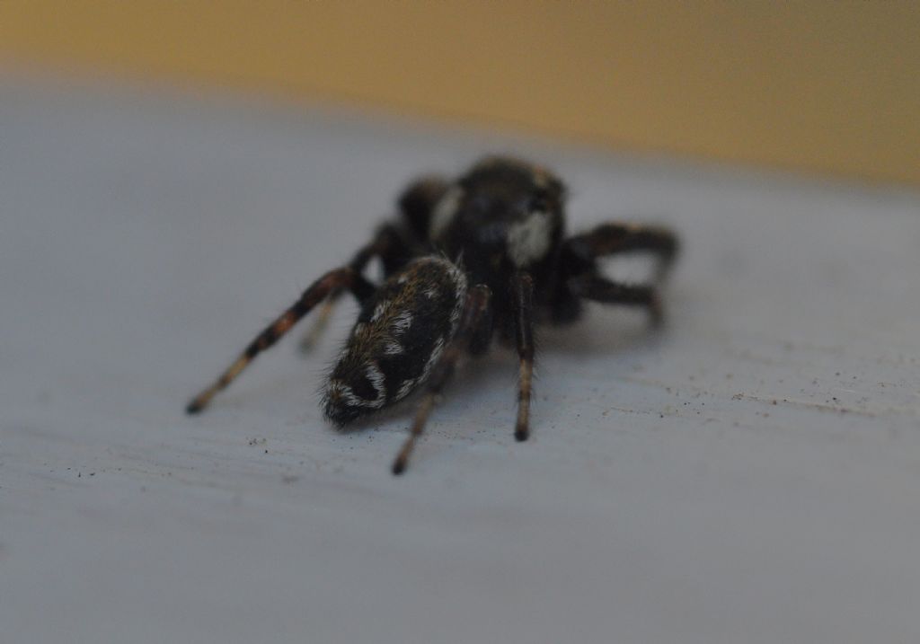 Salticidae da id (5)