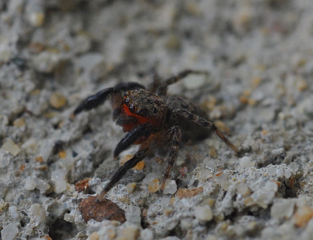 Salticidae da id (7)