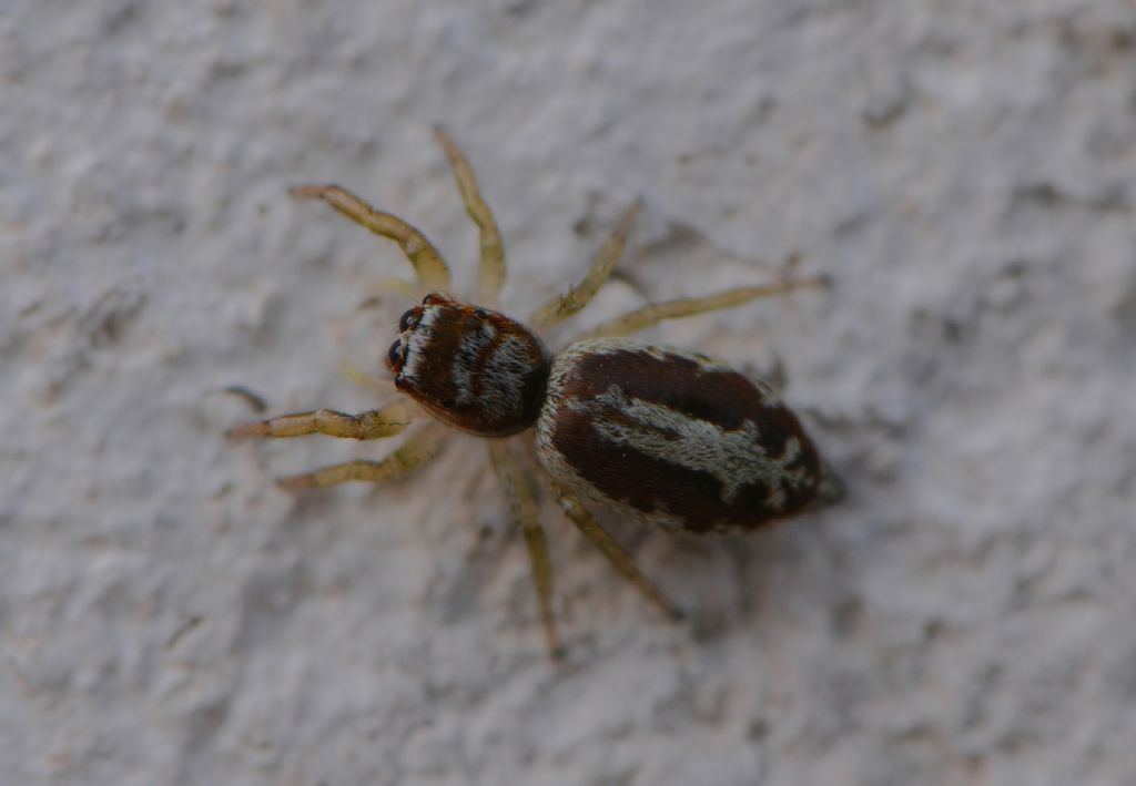 Salticidae da id (8)