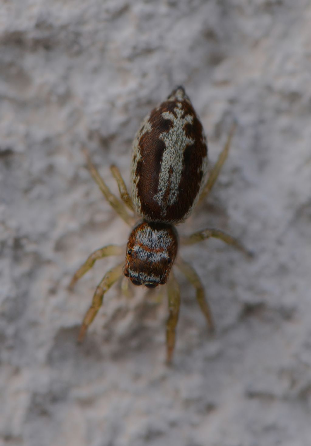 Salticidae da id (8)