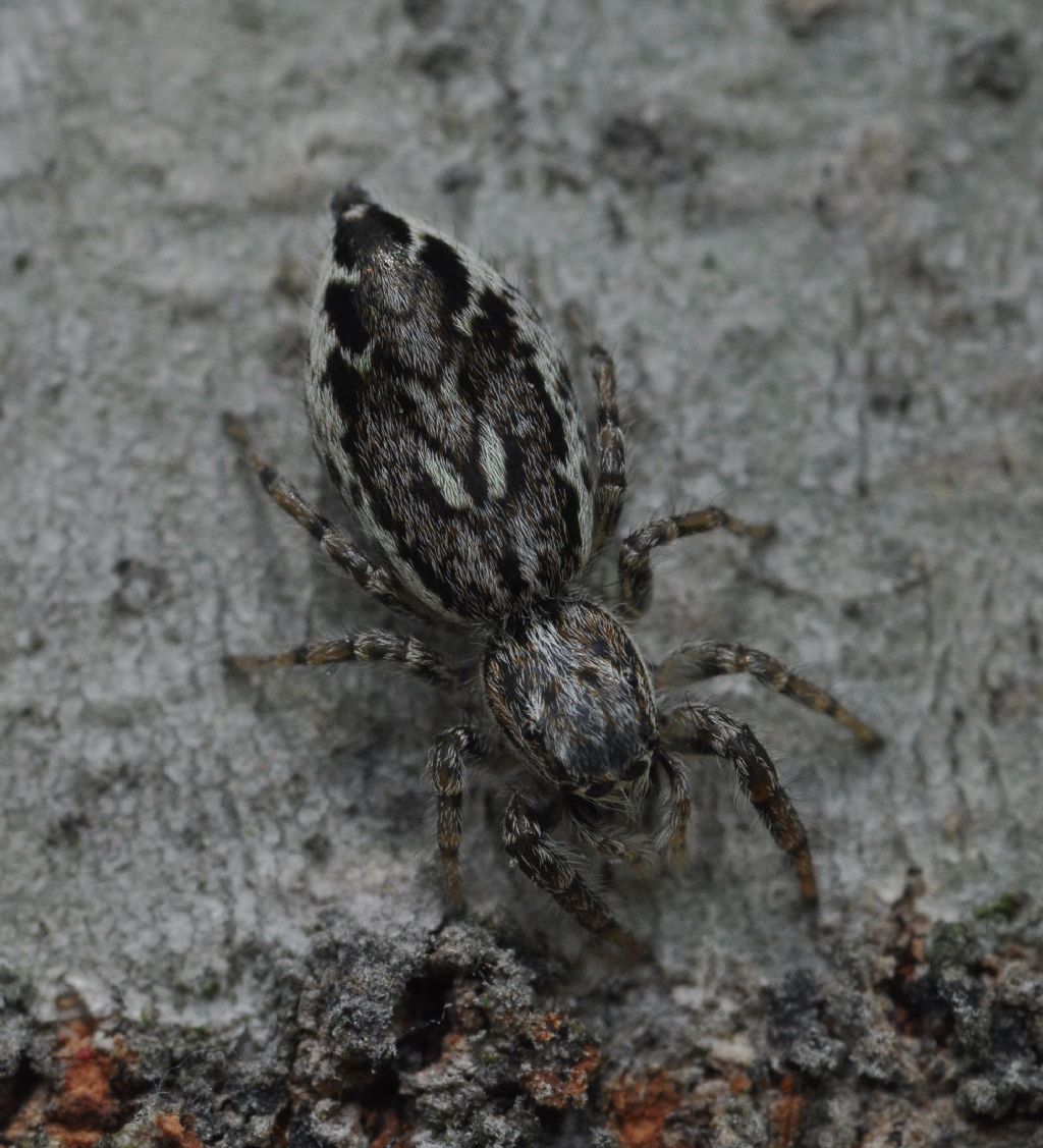 Salticidae da id (9)