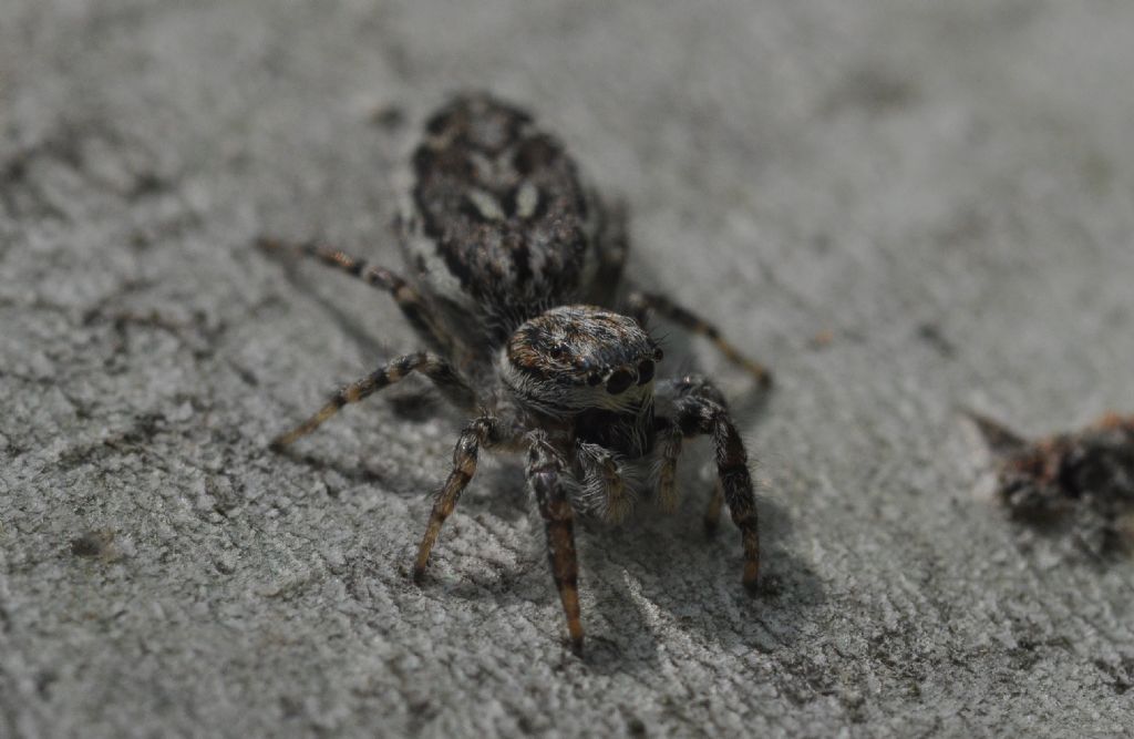 Salticidae da id (9)