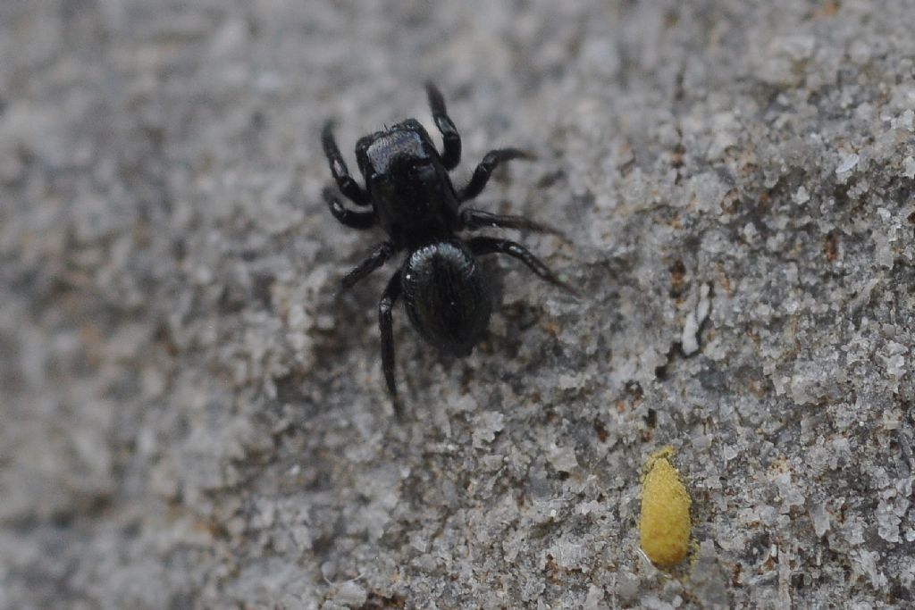 Salticidae da id (10)