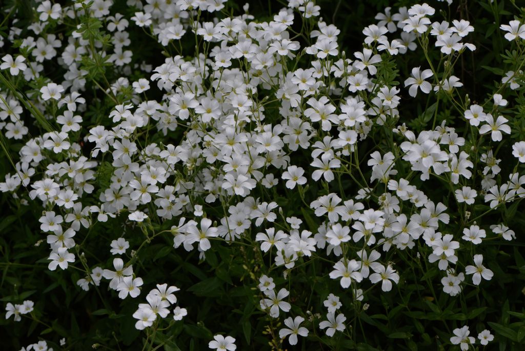 Cerastium da id