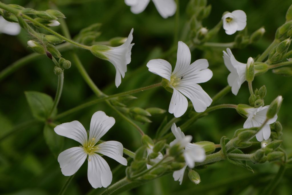 Cerastium da id