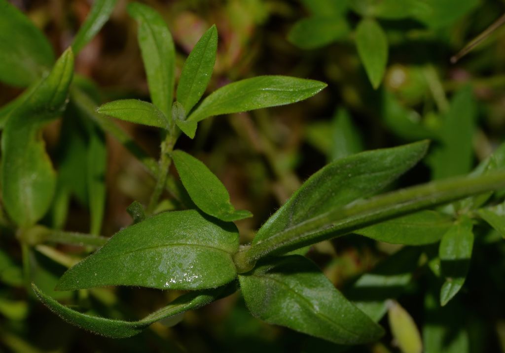 Cerastium da id