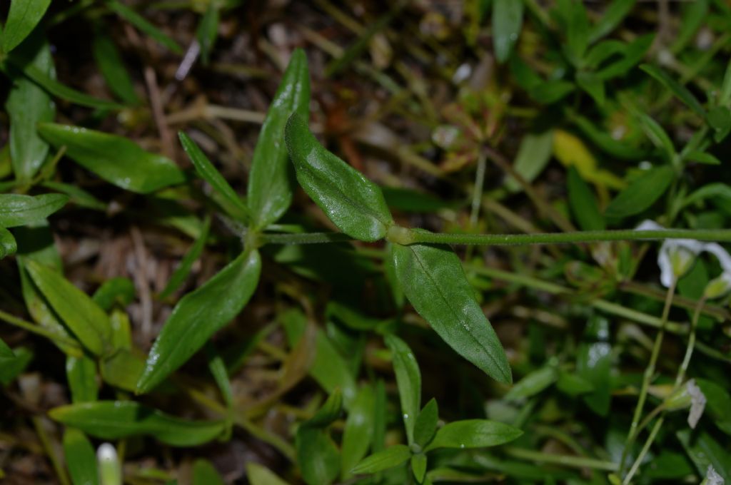 Cerastium da id