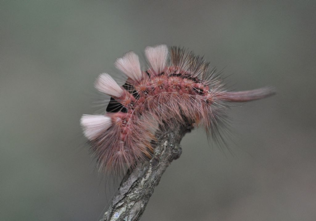 da identificare - Calliteara pudibunda