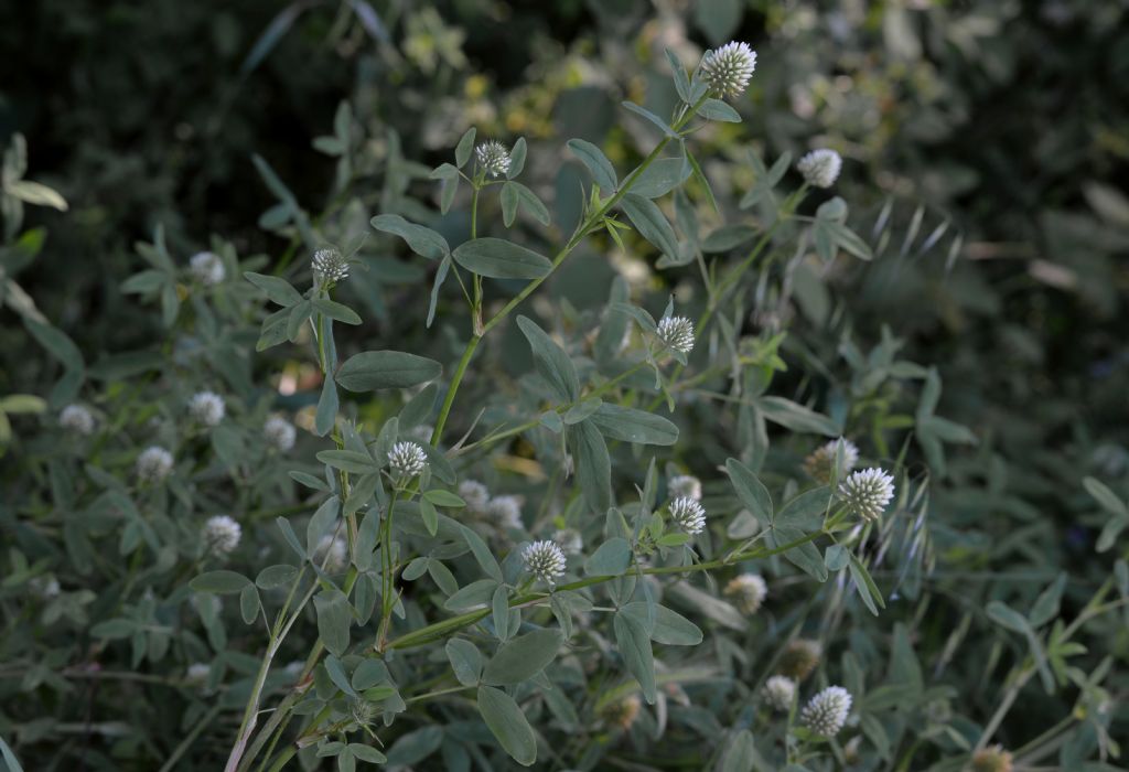 Trifolium da id